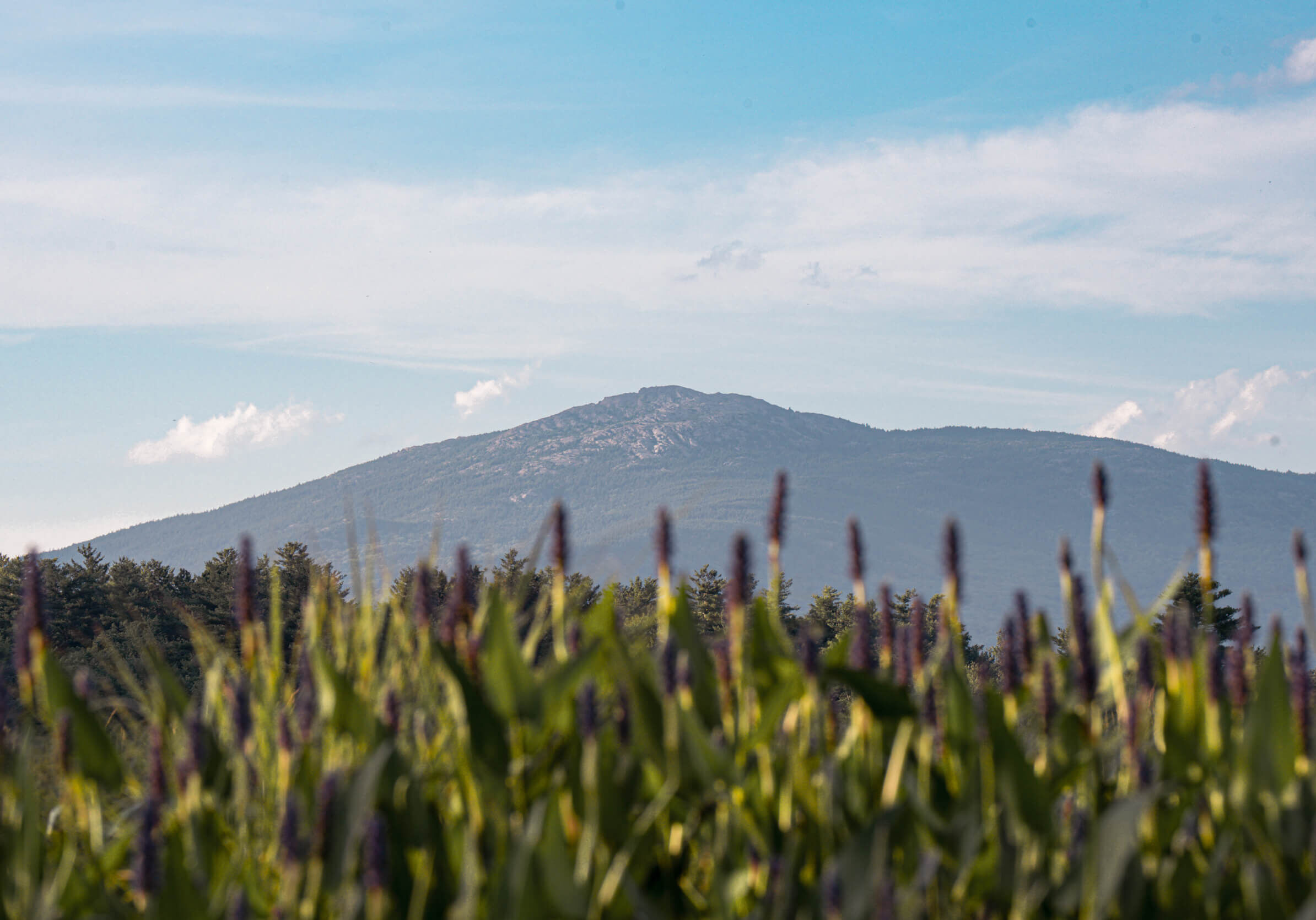 flowers and mountain